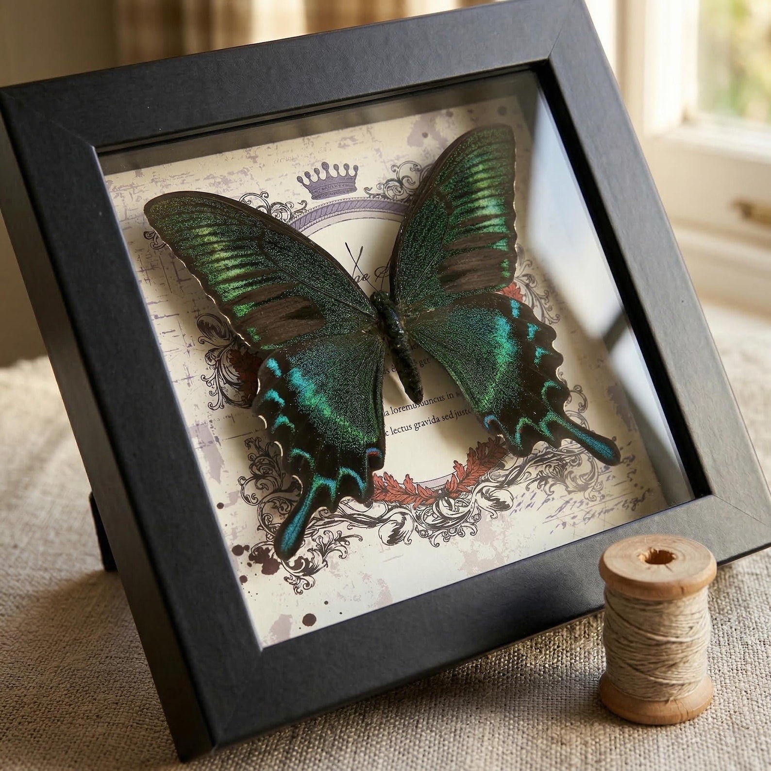 Real butterfly taxidermy in wood frame with vibrant jewel-tone wings entomology wall decor
