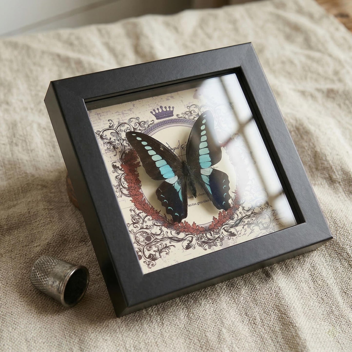 Real butterfly taxidermy in wood frame with vibrant jewel-tone wings entomology wall decor